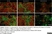 Anti MBP (aa82-87) Antibody, clone 12 thumbnail image 48