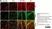 Anti MBP (aa82-87) Antibody, clone 12 thumbnail image 49