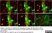 Anti MBP (aa82-87) Antibody, clone 12 thumbnail image 4