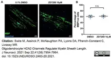 Anti MBP (aa82-87) Antibody, clone 12 gallery image 51