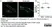 Anti MBP (aa82-87) Antibody, clone 12 thumbnail image 51
