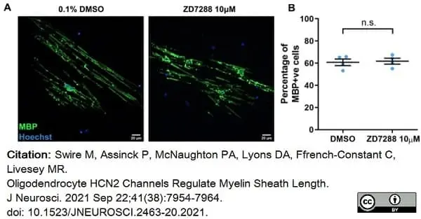 Anti MBP (aa82-87) Antibody, clone 12 gallery image 51