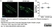 Anti MBP (aa82-87) Antibody, clone 12 thumbnail image 52