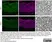 Anti MBP (aa82-87) Antibody, clone 12 thumbnail image 54