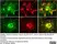 Anti MBP (aa82-87) Antibody, clone 12 thumbnail image 55