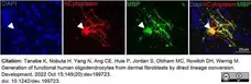Anti MBP (aa82-87) Antibody, clone 12 gallery image 56