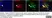 Anti MBP (aa82-87) Antibody, clone 12 thumbnail image 56