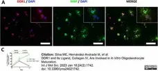 Anti MBP (aa82-87) Antibody, clone 12 gallery image 57