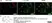 Anti MBP (aa82-87) Antibody, clone 12 thumbnail image 57