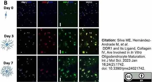 Anti MBP (aa82-87) Antibody, clone 12 gallery image 58