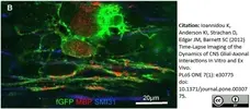 Anti MBP (aa82-87) Antibody, clone 12 gallery image 6