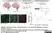 Anti MBP (aa82-87) Antibody, clone 12 thumbnail image 60