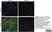 Anti MBP (aa82-87) Antibody, clone 12 thumbnail image 61