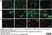 Anti MBP (aa82-87) Antibody, clone 12 thumbnail image 66