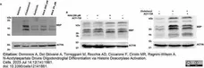 Anti MBP (aa82-87) Antibody, clone 12 gallery image 67