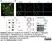 Anti MBP (aa82-87) Antibody, clone 12 thumbnail image 69