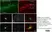 Anti MBP (aa82-87) Antibody, clone 12 thumbnail image 7