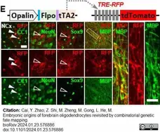 Anti MBP (aa82-87) Antibody, clone 12 gallery image 70