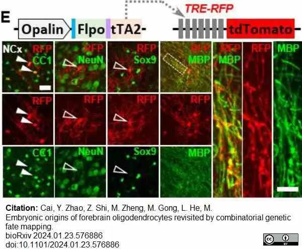 Anti MBP (aa82-87) Antibody, clone 12 gallery image 70