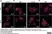 Anti MBP (aa82-87) Antibody, clone 12 thumbnail image 72