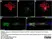 Anti MBP (aa82-87) Antibody, clone 12 thumbnail image 73