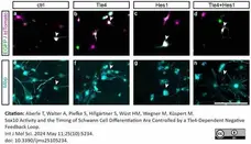 Anti MBP (aa82-87) Antibody, clone 12 gallery image 74