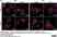 Anti MBP (aa82-87) Antibody, clone 12 thumbnail image 73