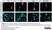 Anti MBP (aa82-87) Antibody, clone 12 thumbnail image 74