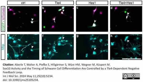 Anti MBP (aa82-87) Antibody, clone 12 gallery image 74