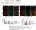 Anti MBP (aa82-87) Antibody, clone 12 thumbnail image 77