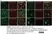 Anti MBP (aa82-87) Antibody, clone 12 thumbnail image 78
