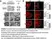 Anti MBP (aa82-87) Antibody, clone 12 thumbnail image 80