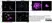 Anti MBP (aa36-50) Antibody, clone 14 thumbnail image 3