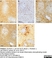 Anti Myelin Proteolipid Protein Antibody, clone plpc1 thumbnail image 13