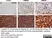 Anti Myelin Proteolipid Protein Antibody, clone plpc1 thumbnail image 15
