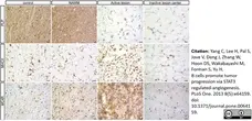 Anti Myelin Proteolipid Protein Antibody, clone plpc1 gallery image 17