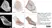 Anti Myelin Proteolipid Protein Antibody, clone plpc1 thumbnail image 18