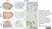 Anti Myelin Proteolipid Protein Antibody, clone plpc1 thumbnail image 20