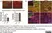 Anti Myelin Proteolipid Protein Antibody, clone plpc1 thumbnail image 24