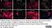 Anti Myelin Proteolipid Protein Antibody, clone plpc1 thumbnail image 25