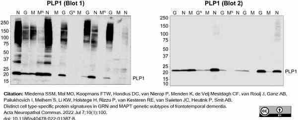 Anti Myelin Proteolipid Protein Antibody, clone plpc1 gallery image 29