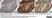 Anti Myelin Proteolipid Protein Antibody, clone plpc1 thumbnail image 31
