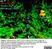 Anti Myelin Proteolipid Protein Antibody, clone plpc1 thumbnail image 33