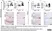 Anti Myelin Proteolipid Protein Antibody, clone plpc1 thumbnail image 34