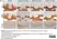 Anti Myelin Proteolipid Protein Antibody, clone plpc1 thumbnail image 36