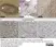 Anti Myelin Proteolipid Protein Antibody, clone plpc1 thumbnail image 39