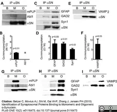 Anti Myelin Proteolipid Protein Antibody, clone plpc1 gallery image 4