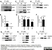 Anti Myelin Proteolipid Protein Antibody, clone plpc1 thumbnail image 3
