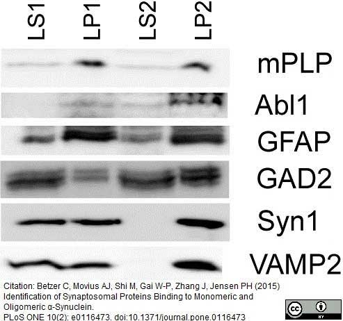 Anti Myelin Proteolipid Protein Antibody, clone plpc1 gallery image 7