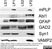 Anti Myelin Proteolipid Protein Antibody, clone plpc1 thumbnail image 6